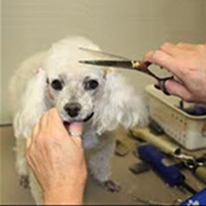 Зоосалоны, зоопарикмахерские Севастополя Зоосалоны, зоопарикмахерские Севастополя